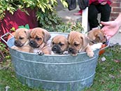 More cute Puggles